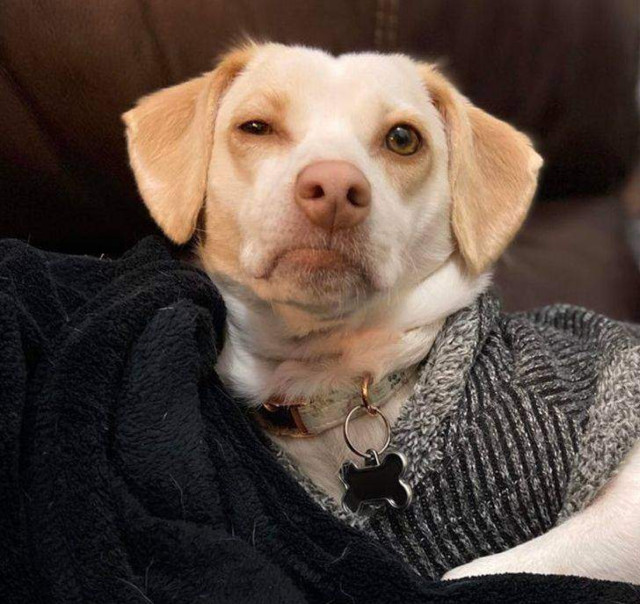 Коли тебе несподівано розбудили / Фото Reddit